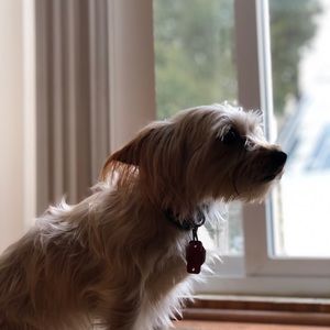 Meet your Posher, Alexa